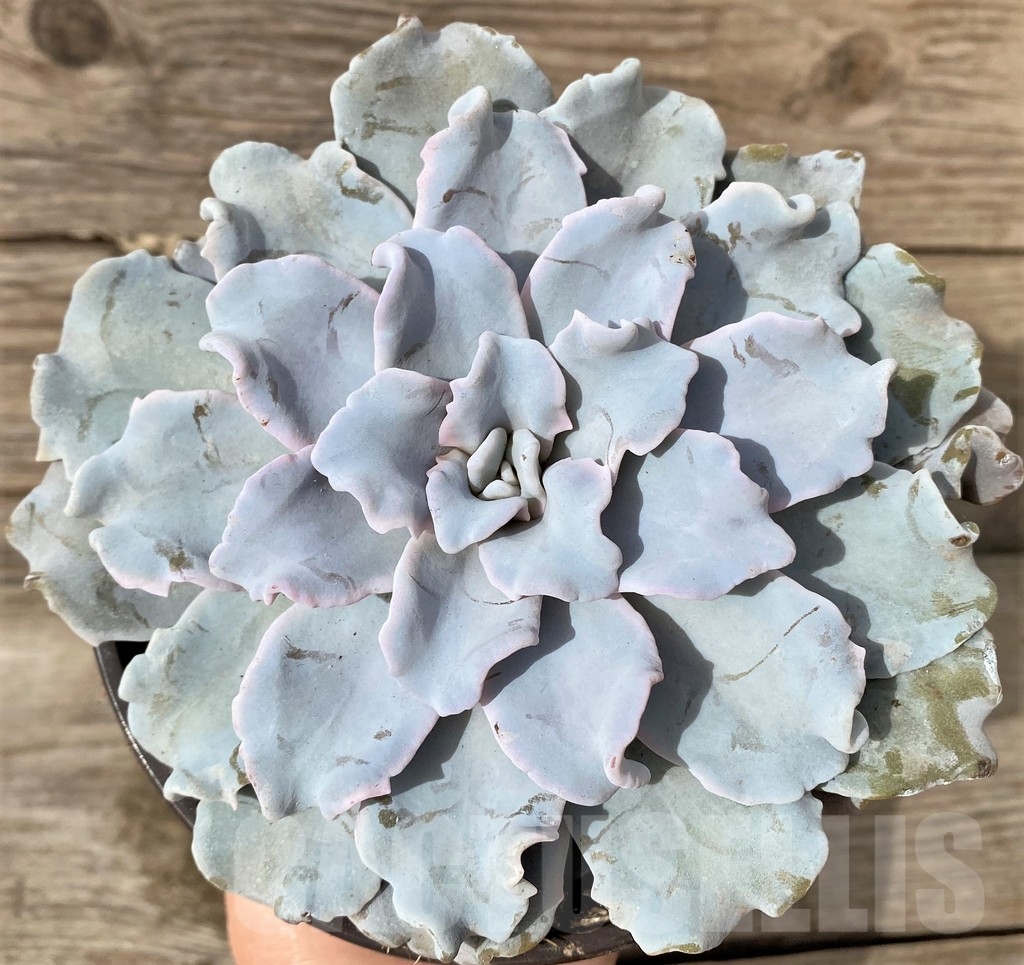 SHPR20273 Echeveria 'Crispate Beauty'