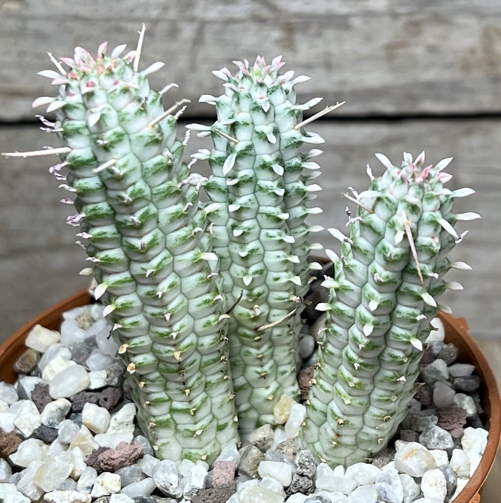 SL20299 Euphorbia mammillaris f. variegata