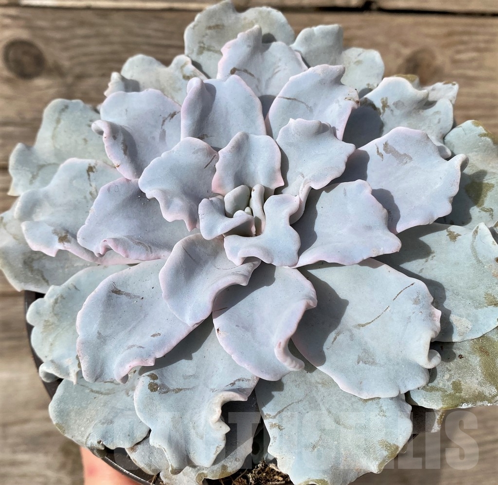 SHPR20273 Echeveria 'Crispate Beauty' - Image 2