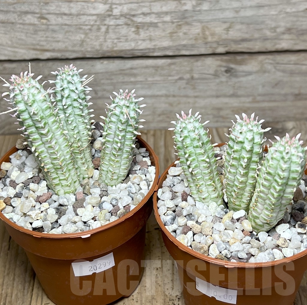 SL20299 Euphorbia mammillaris f. variegata - immagine 3