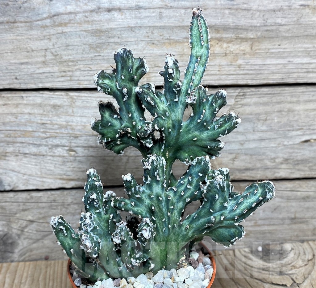 SHPR20282 Monvillea spegazzinii f. cristata