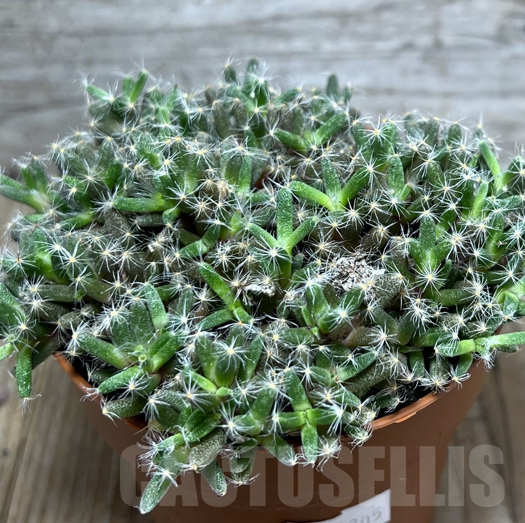 SHPR20305 Trichodiadema densum