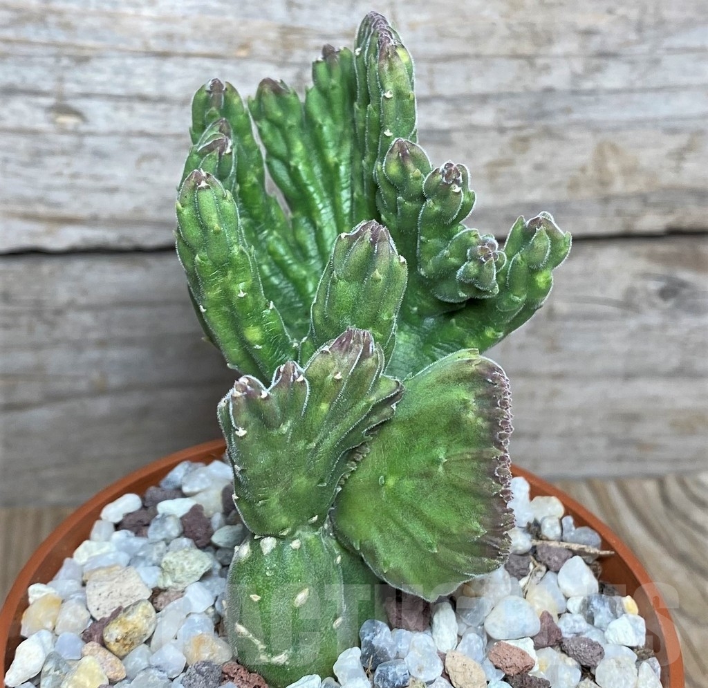 SHPR20284 Stapelia leendertziae f. cristata - Image 2