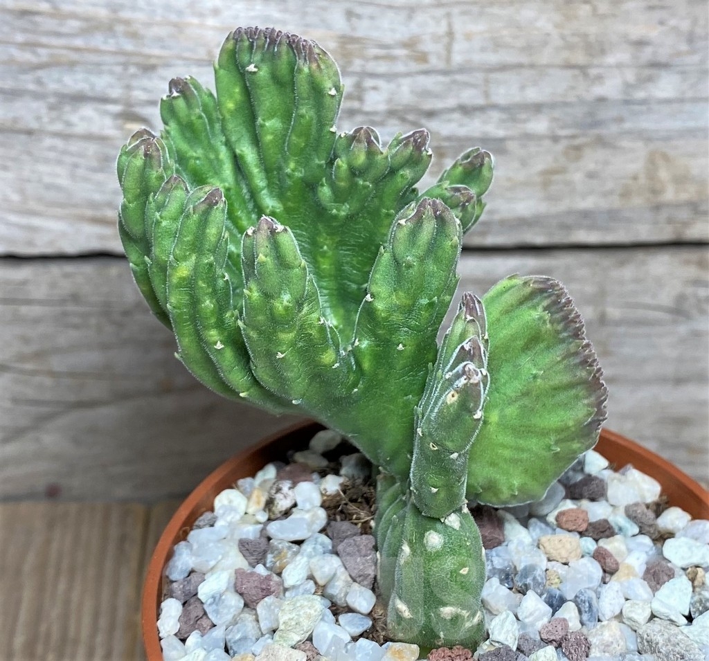 SHPR20284 Stapelia leendertziae f. cristata