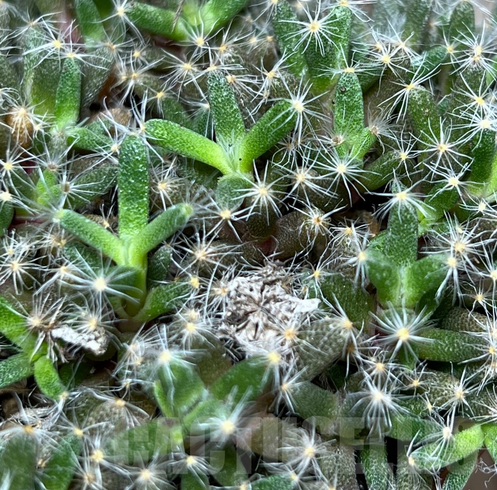 SHPR20305 Trichodiadema densum – Image 2