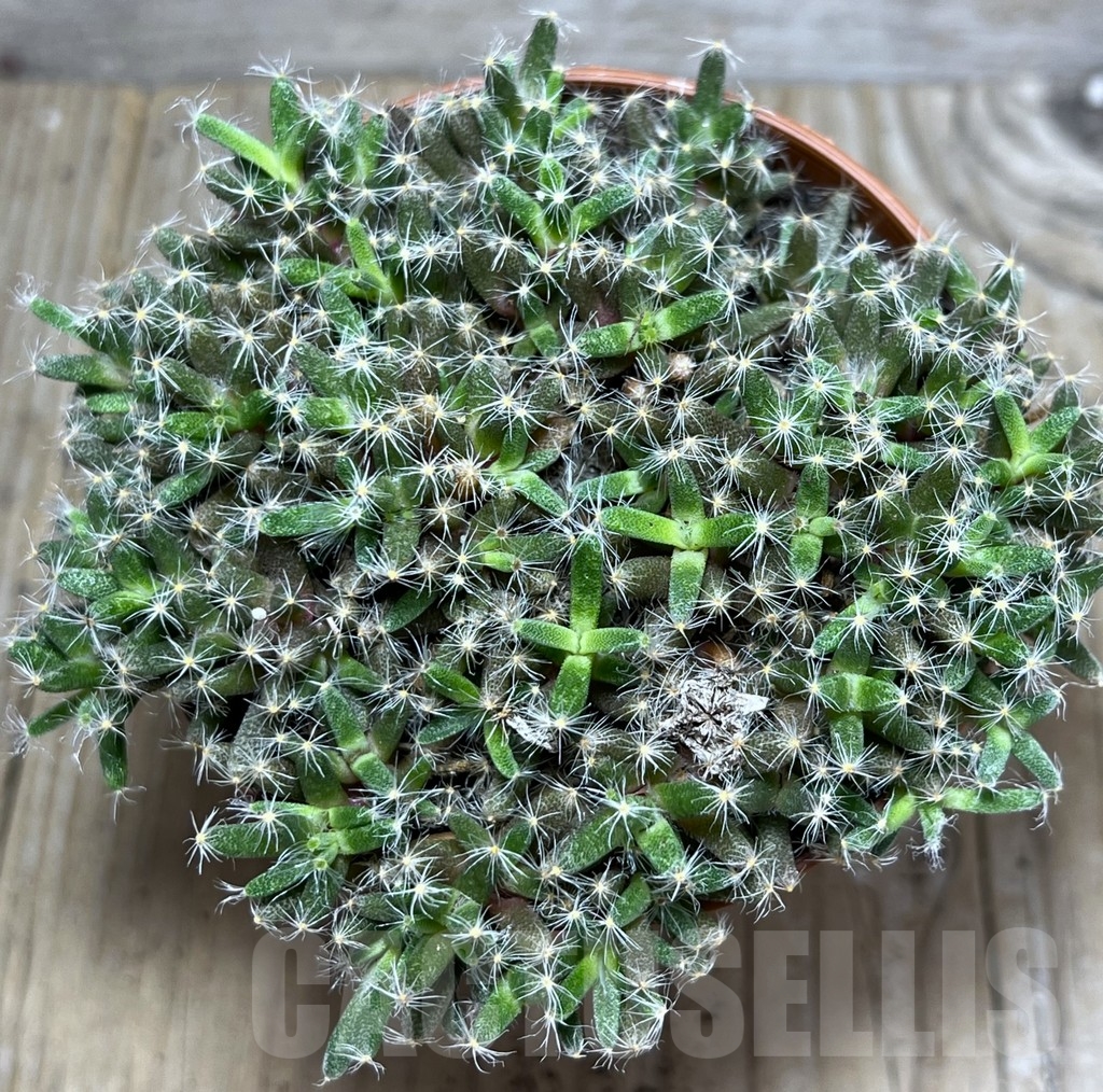 SHPR20305 Trichodiadema densum – Image 3