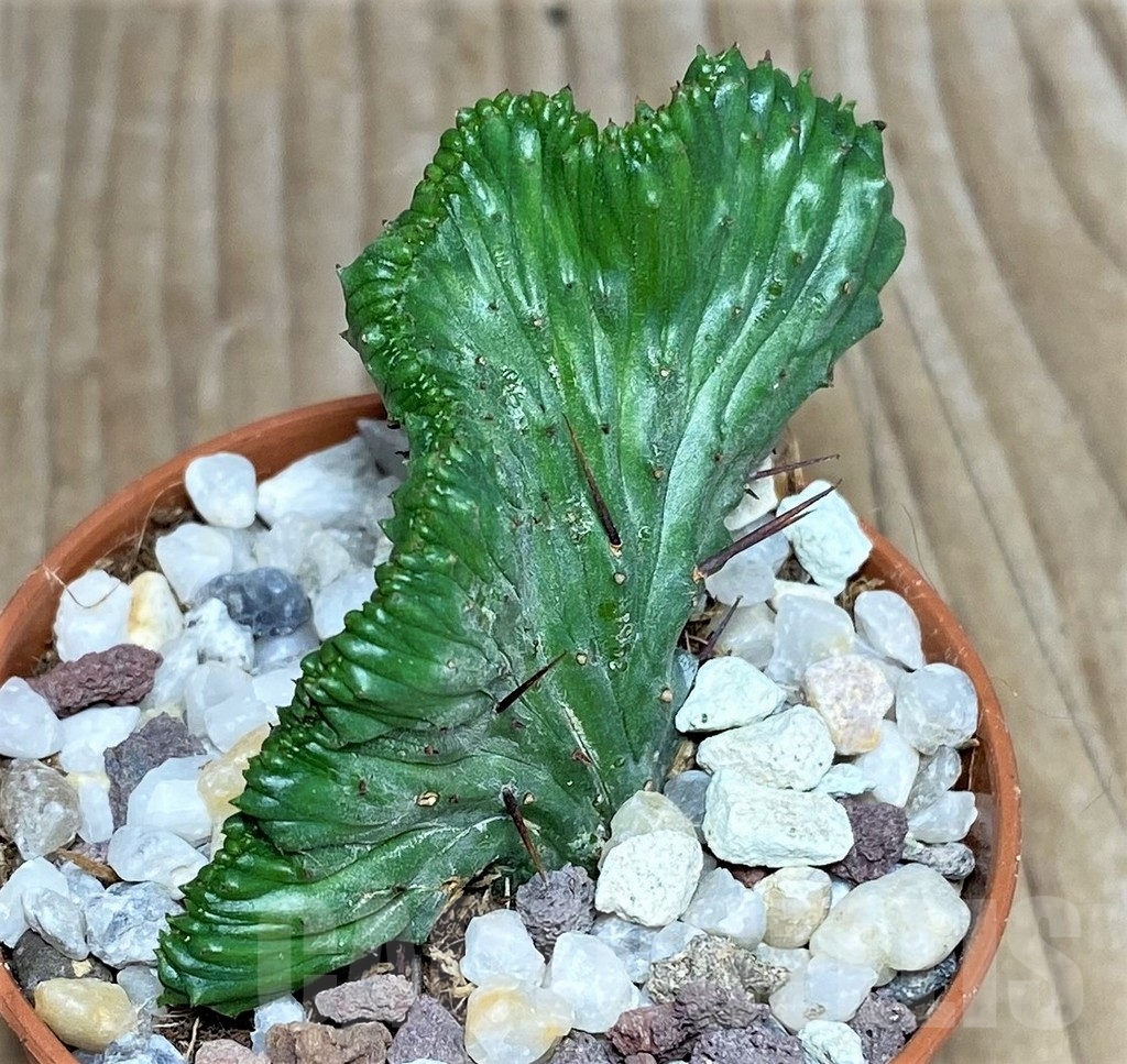 SHPR20285 Euphorbia enopla f. cristata - Image 2