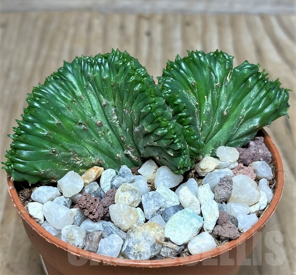 SHPR20286 Euphorbia enopla f. cristata