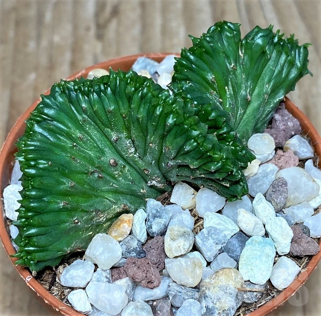 SHPR20286 Euphorbia enopla f. cristata - Image 2