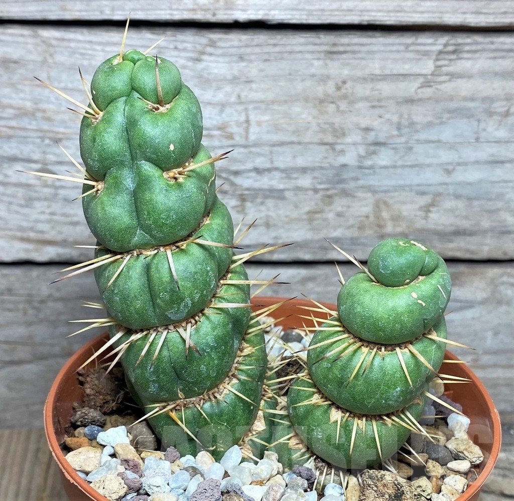 SHPR20290 Eulychnia castanea spiralis