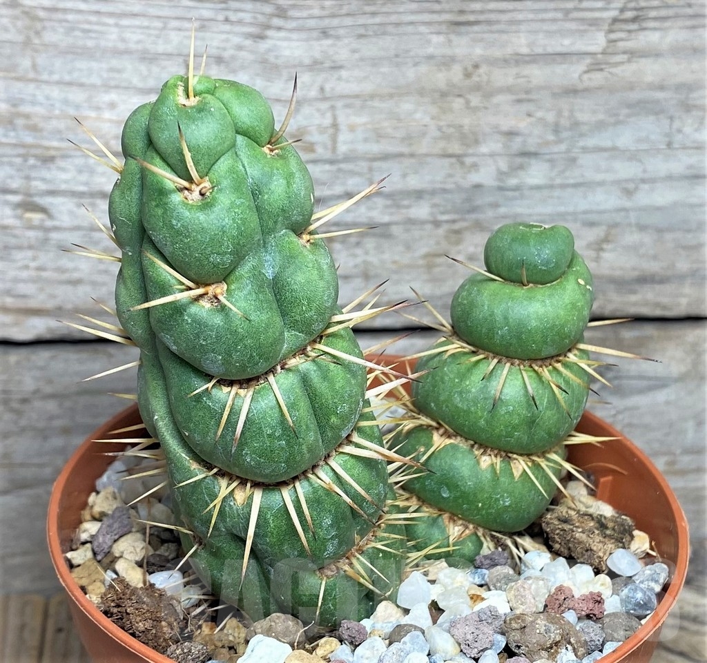 SHPR20290 Eulychnia castanea spiralis - Image 2