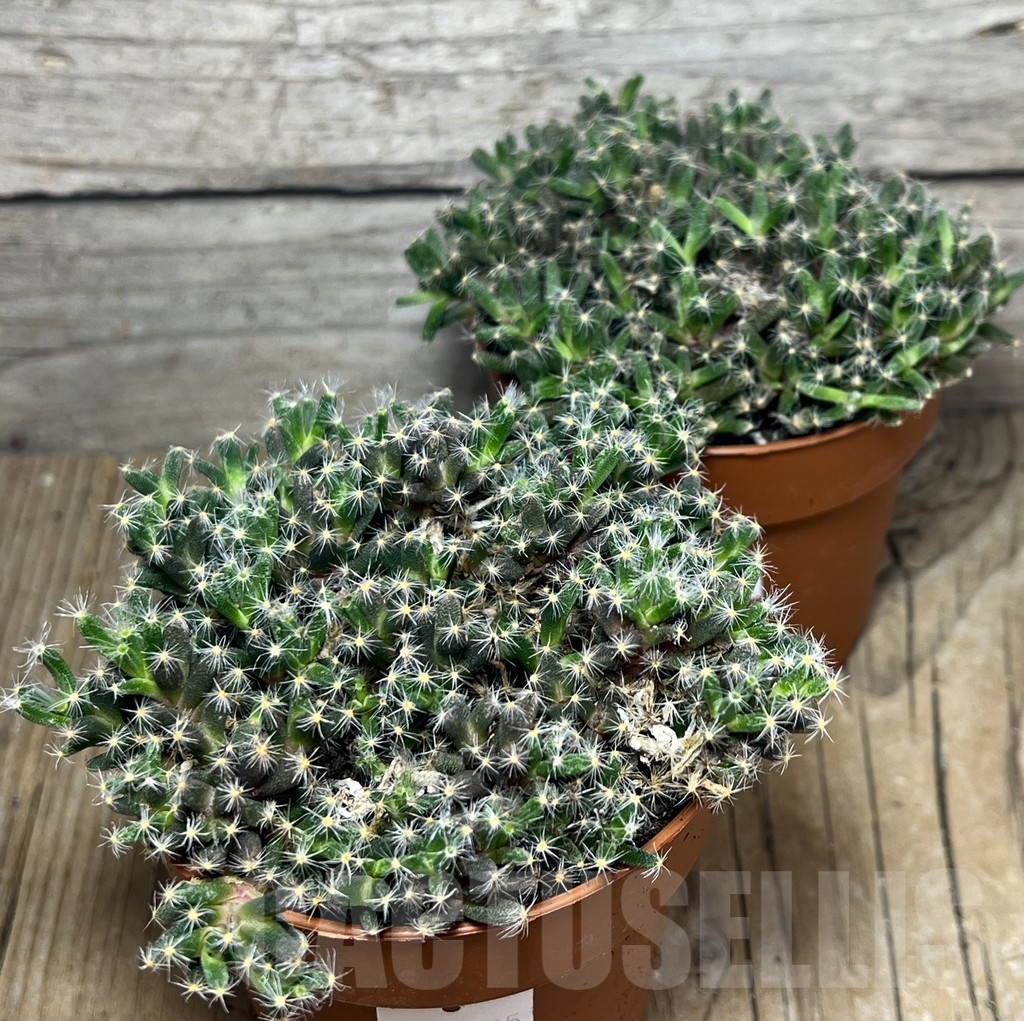 SHPR20305 Trichodiadema densum – Image 4