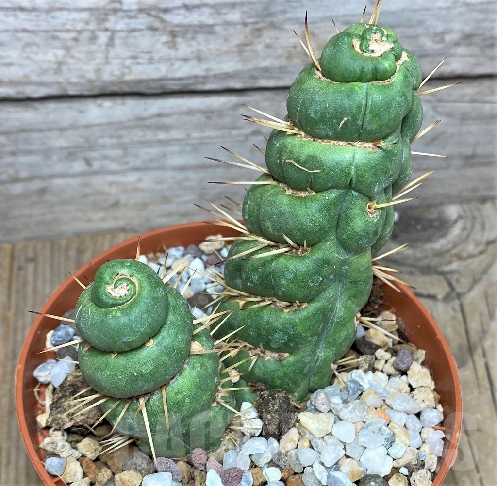 SHPR20290 Eulychnia castanea spiralis - Image 3