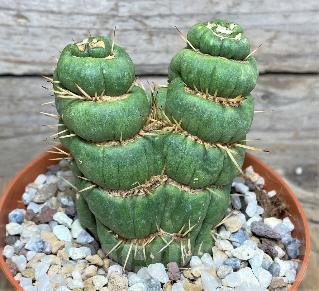 SHPR20291 Eulychnia castanea spiralis