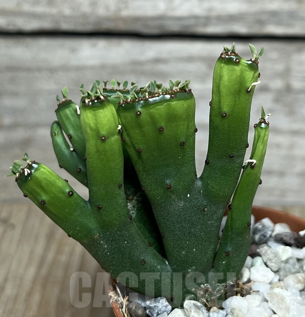 SHPR20306 Euphorbia leucodendron f. cristata - Image 2