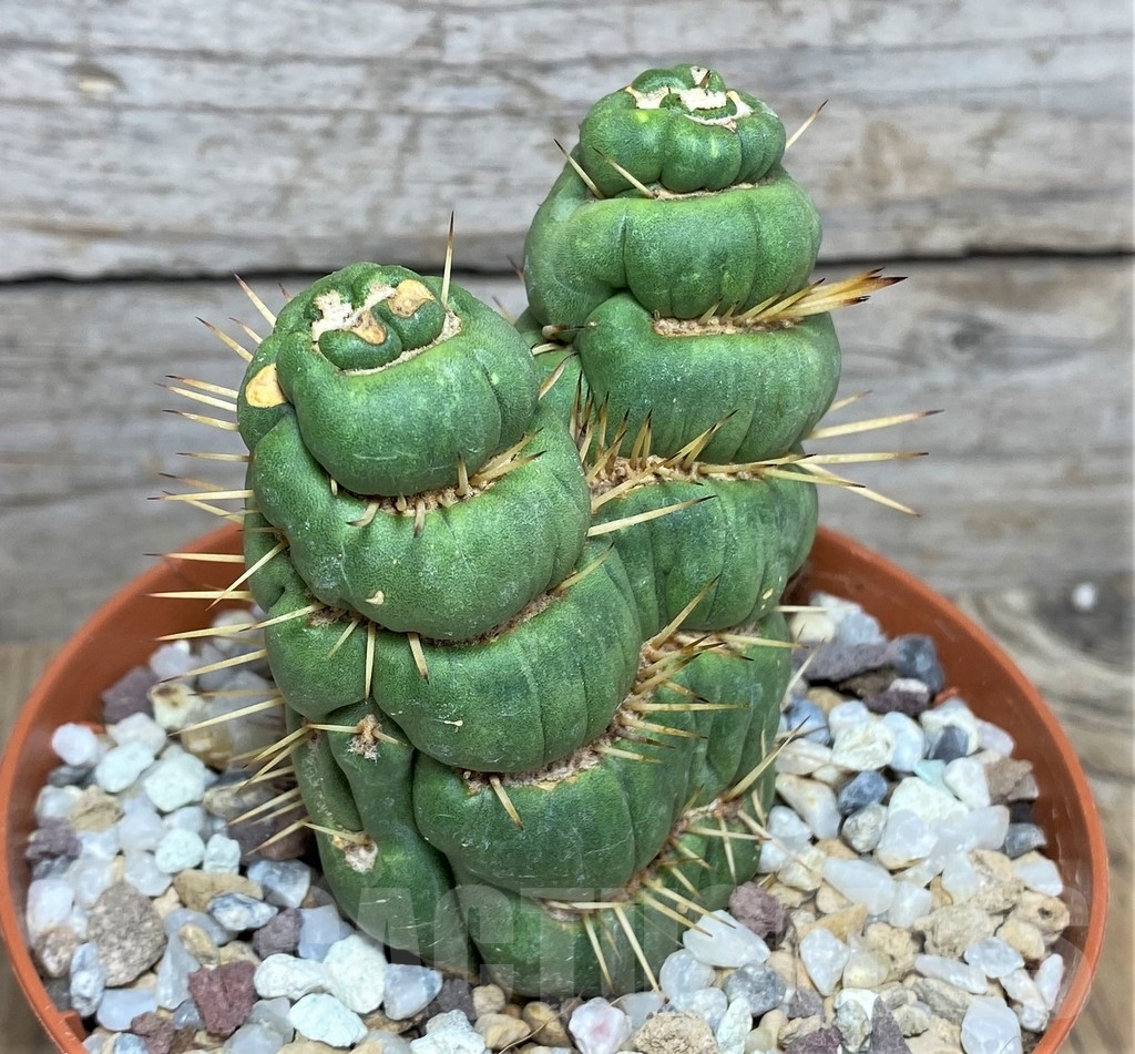 SHPR20291 Eulychnia castanea spiralis - Image 2