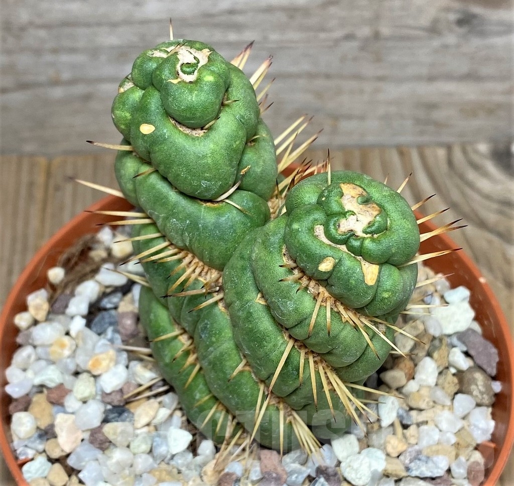 SHPR20291 Eulychnia castanea spiralis - Image 3