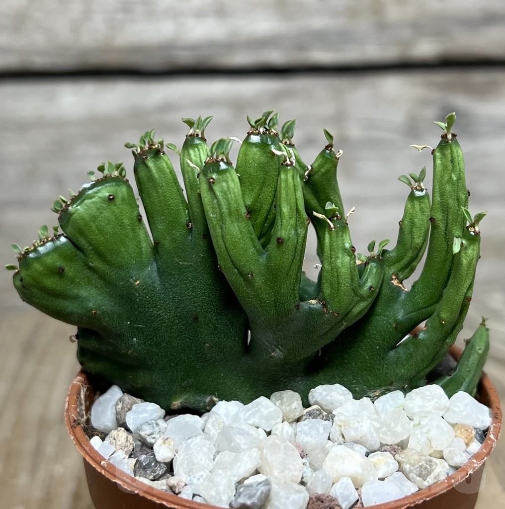 SHPR20307 Euphorbia leucodendron f. cristata - Зображення 2