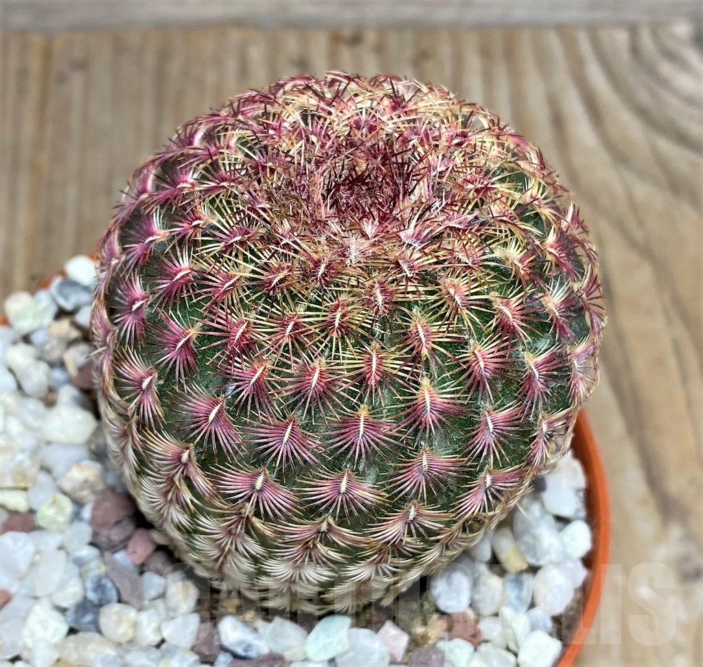 SHPR20293 Echinocereus rigidissimus