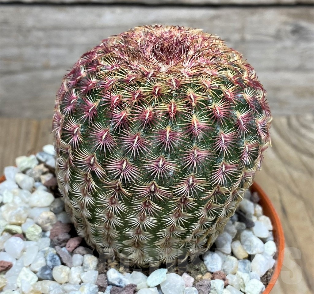 SHPR20293 Echinocereus rigidissimus - Image 2