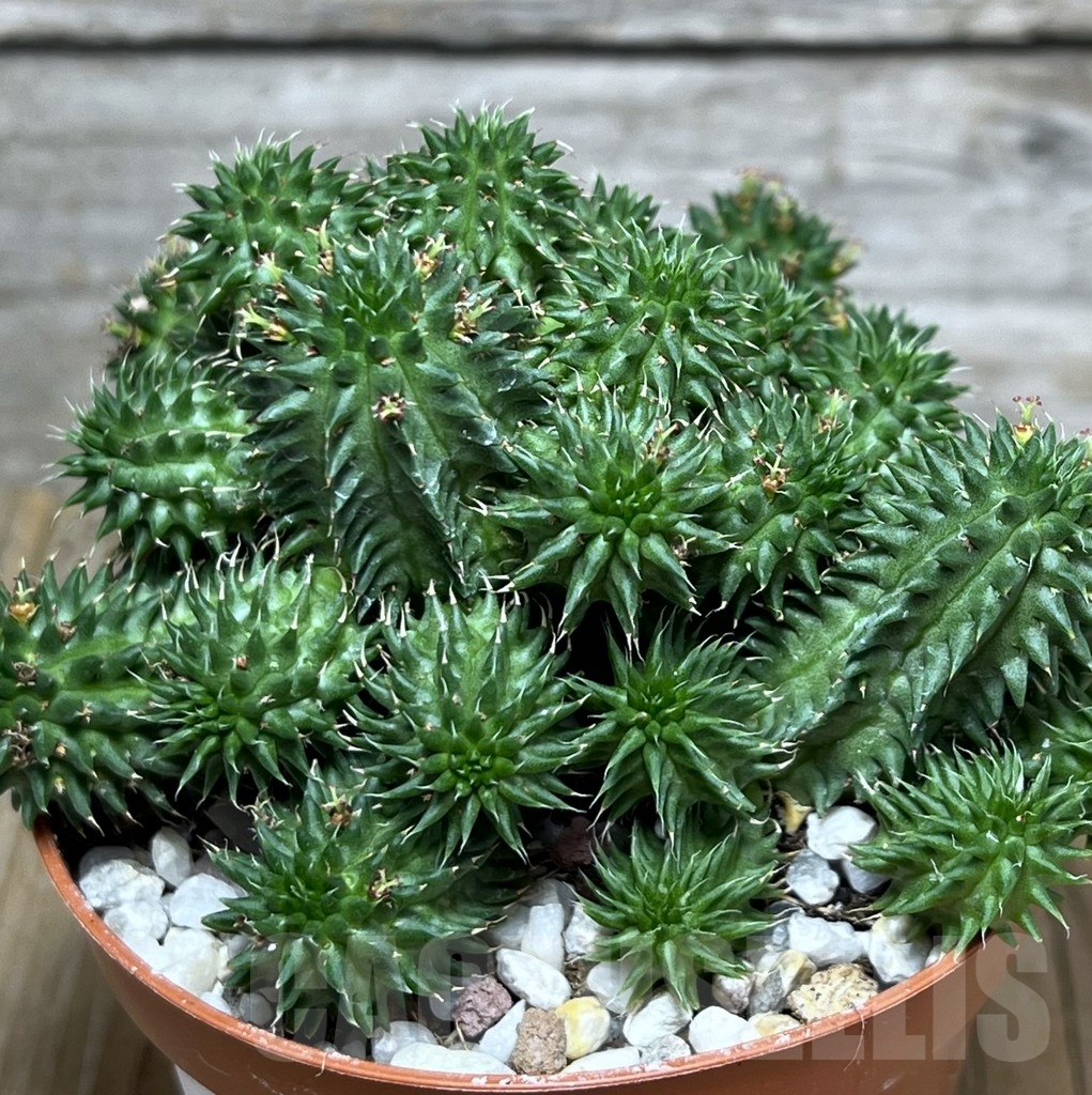 SHPR20308 Euphorbia susannae