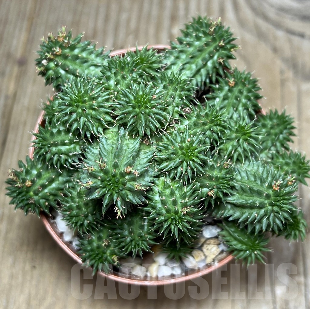 SHPR20308 Euphorbia susannae - Image 2