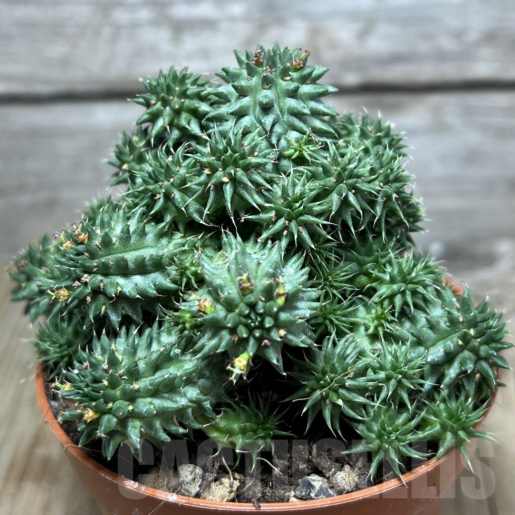 SHPR20308 Euphorbia susannae - Image 3