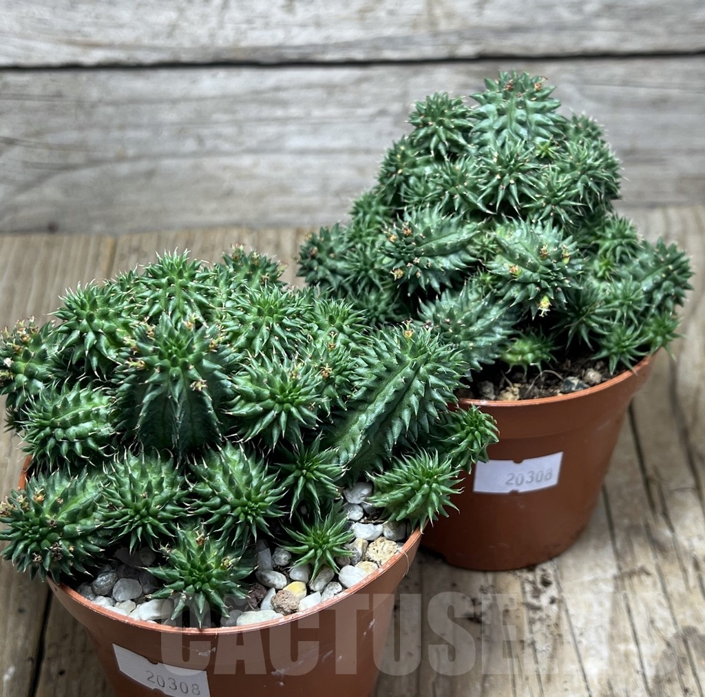 SHPR20308 Euphorbia susannae - Image 4