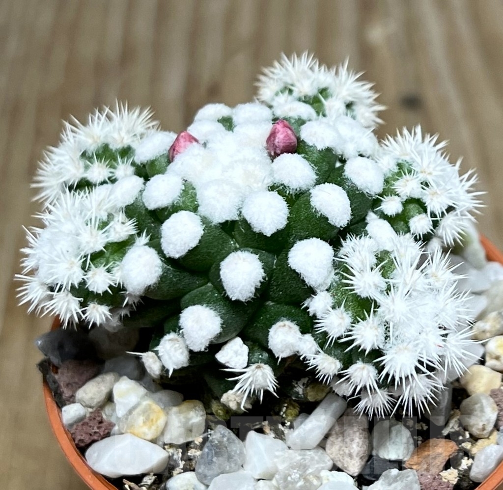 SHPR20309 Mammillaria gracilis