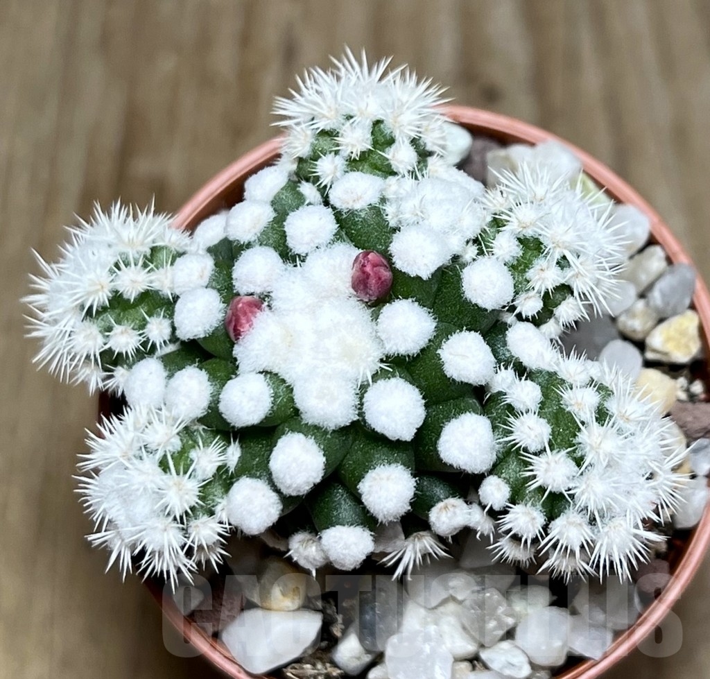 SHPR20309 Mammillaria gracilis - Image 4