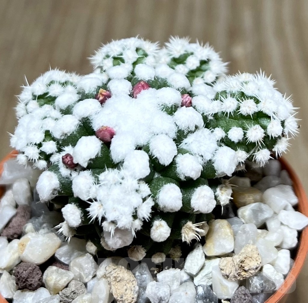 SHPR20309 Mammillaria gracilis - Image 2