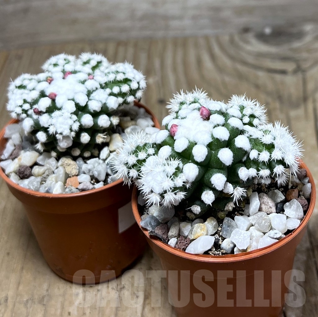 SHPR20309 Mammillaria gracilis - Image 3