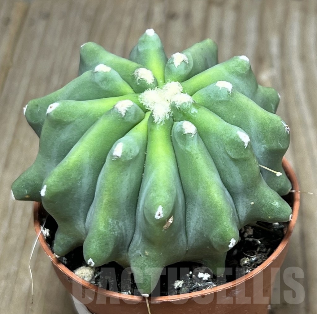 SHPR20310 Ferocactus glaucescens 'inermis'