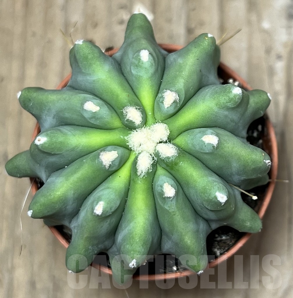 SHPR20310 Ferocactus glaucescens 'inermis' - Image 2