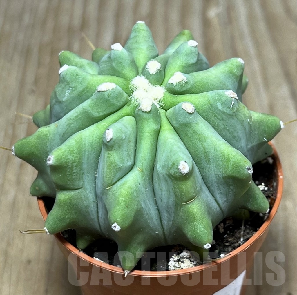 SHPR20311 Ferocactus glaucescens 'inermis'