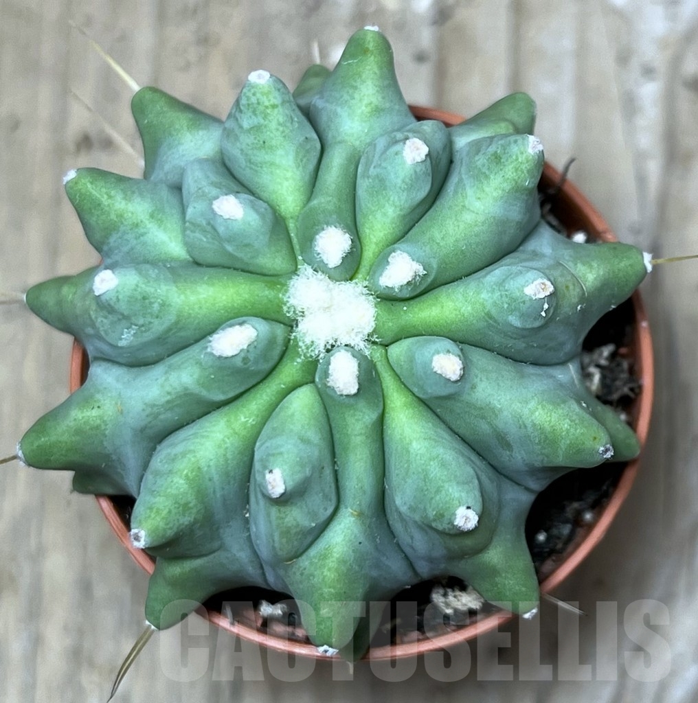 SHPR20311 Ferocactus glaucescens 'inermis' - Image 2