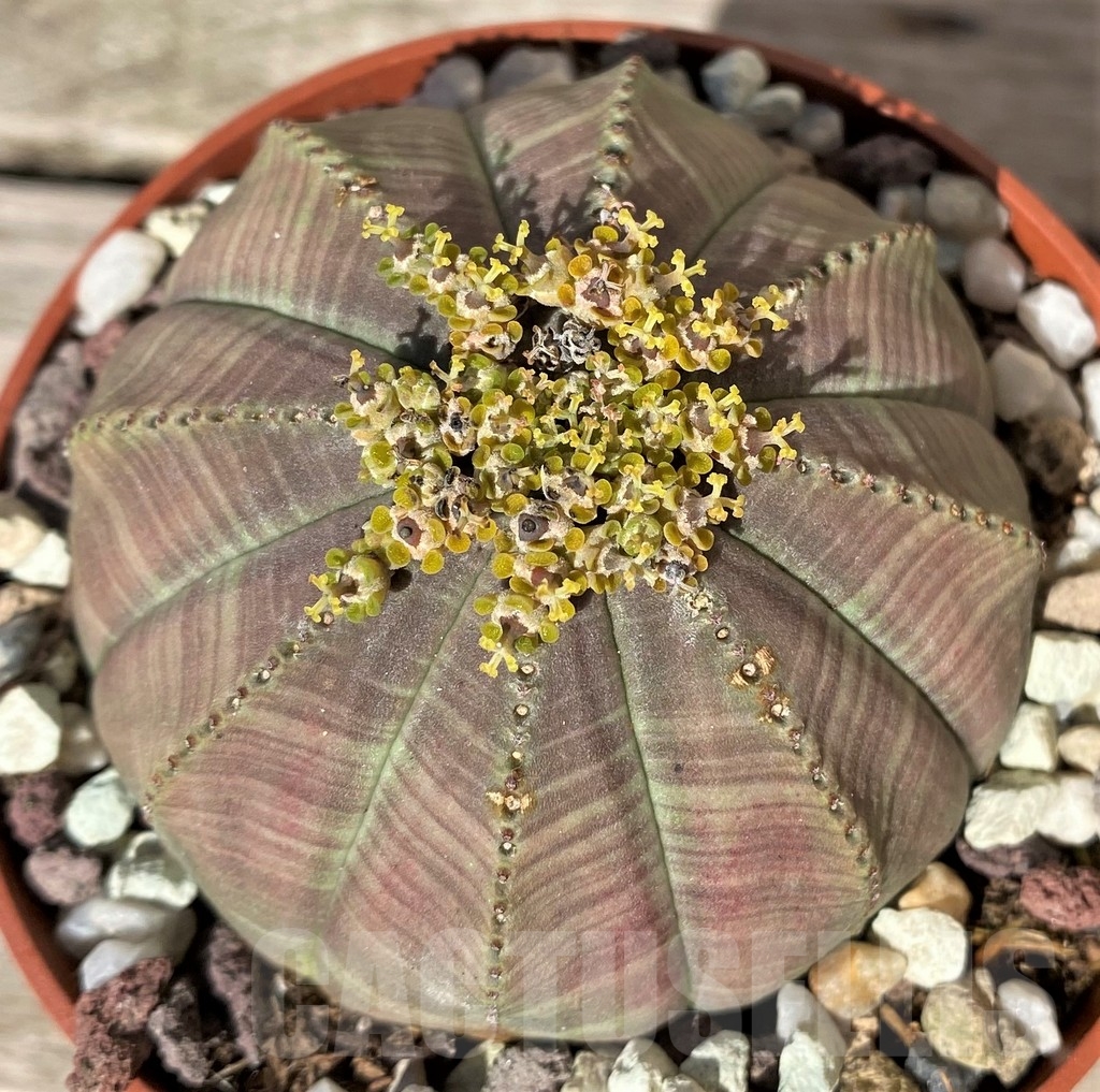 SHPR20357 Euphorbia obesa - Image 2