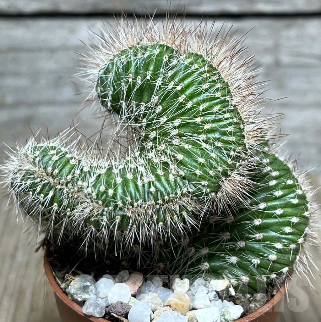 SHPR20312 Nictocereus f. cristata