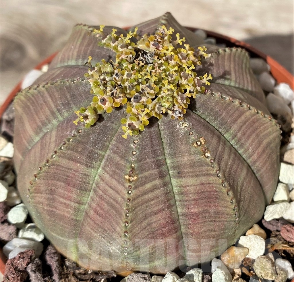 SHPR20357 Euphorbia obesa