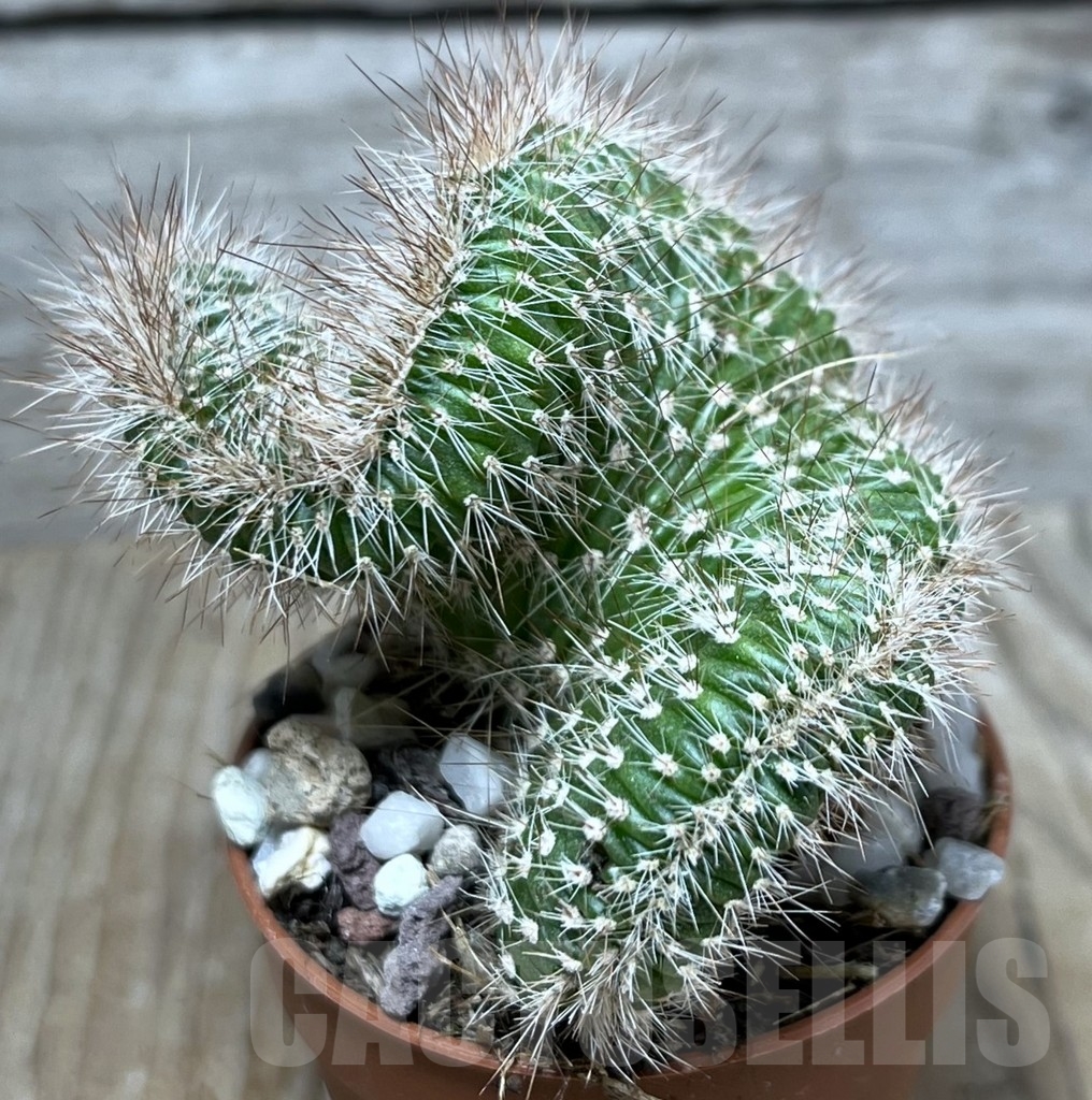 SHPR20312 Nictocereus f. cristata – Bild 2