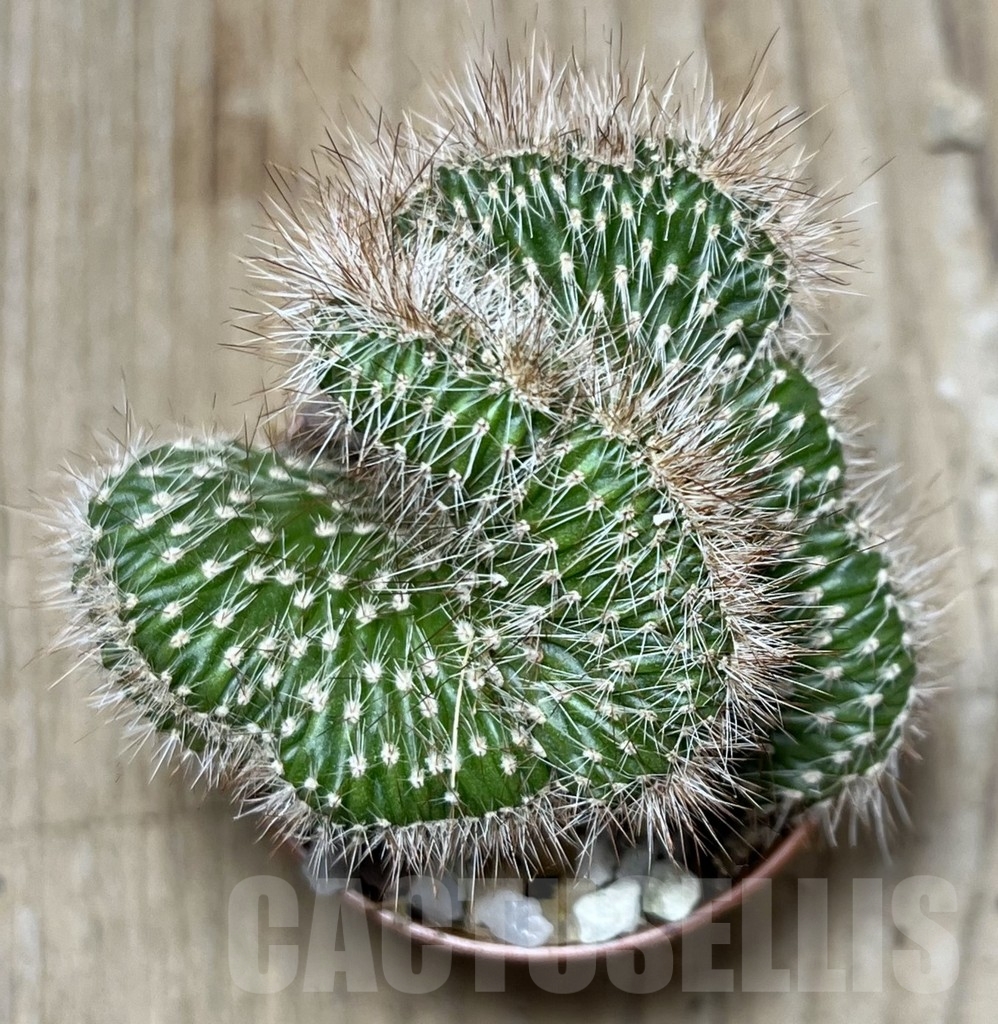 SHPR20312 Nictocereus f. cristata – Bild 3
