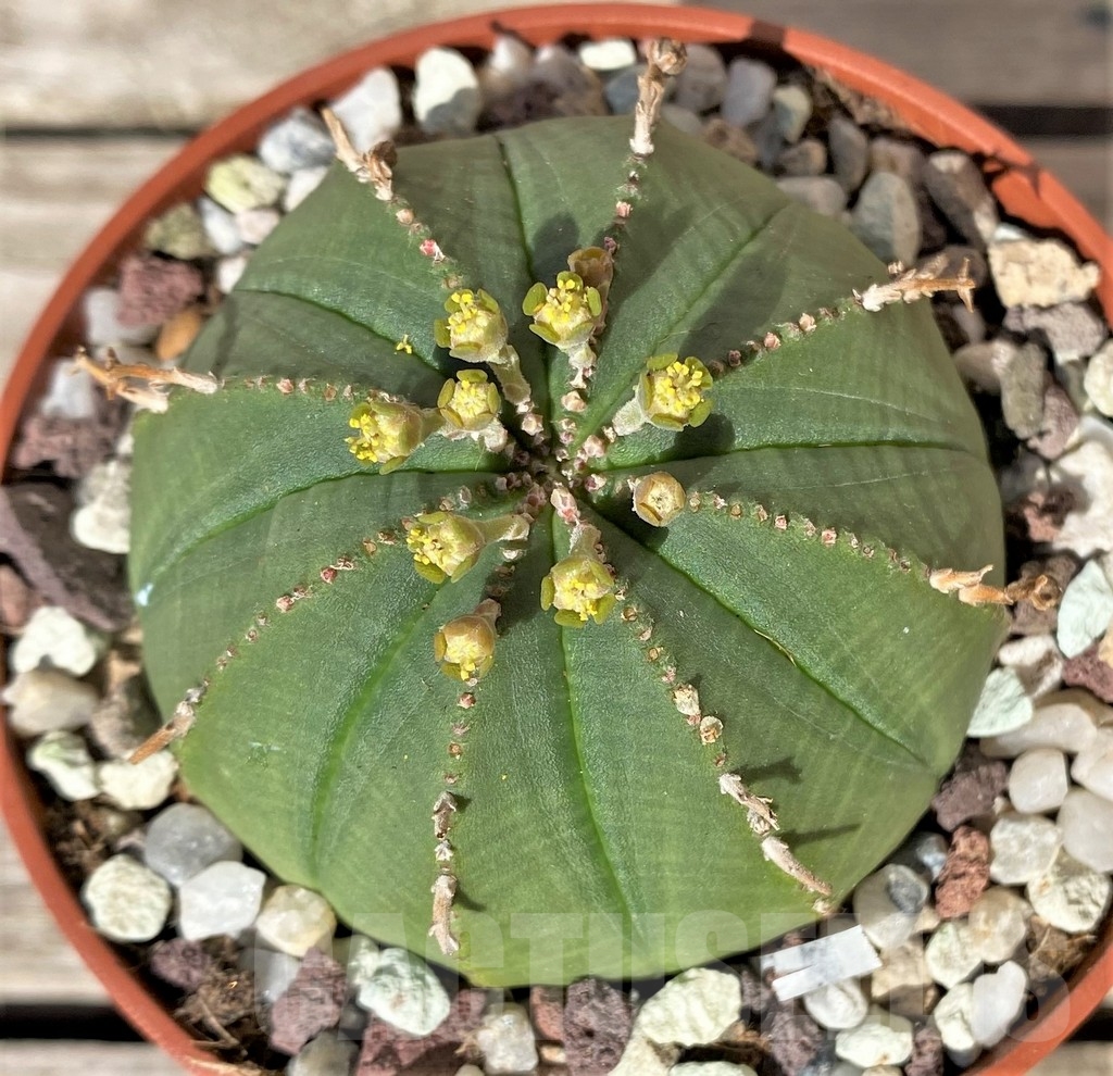SHPR20359 Euphorbia obesa