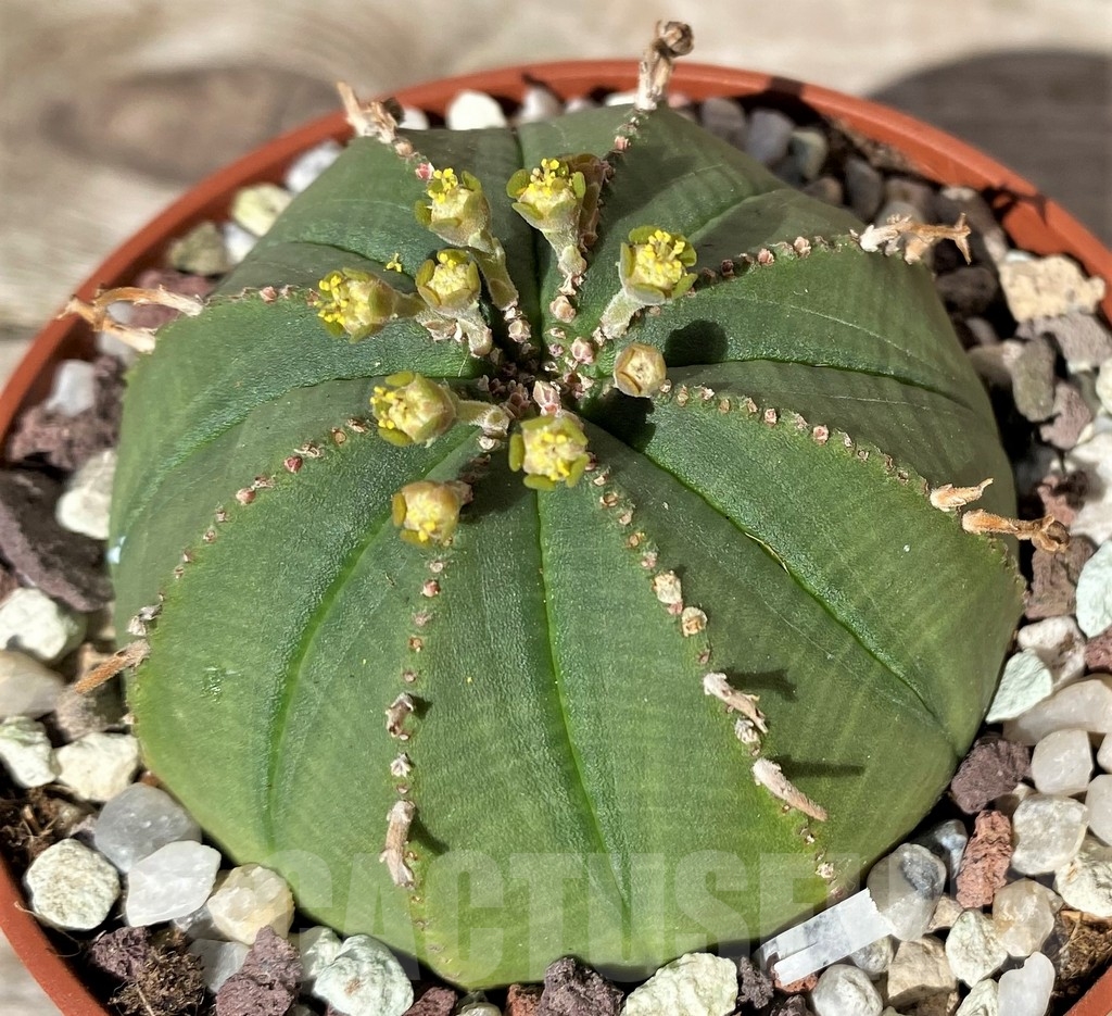 SHPR20359 Euphorbia obesa - immagine 2