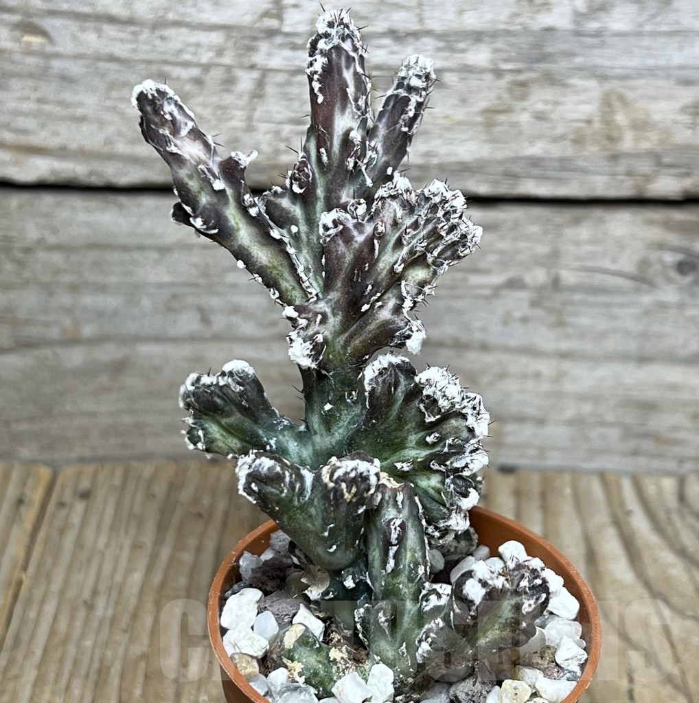 SHPR20313 Monvillea spegazzinii f. cristata