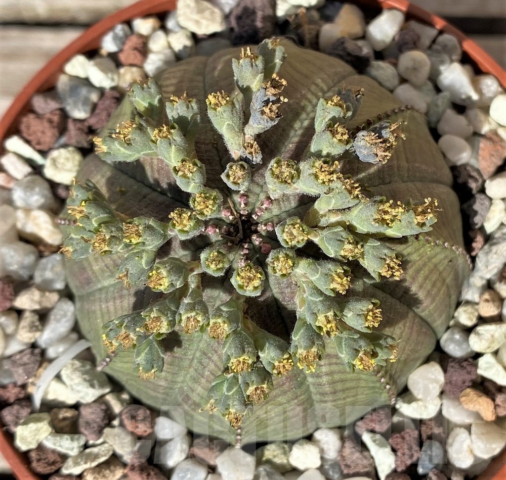 SHPR20361 Euphorbia obesa - Image 2