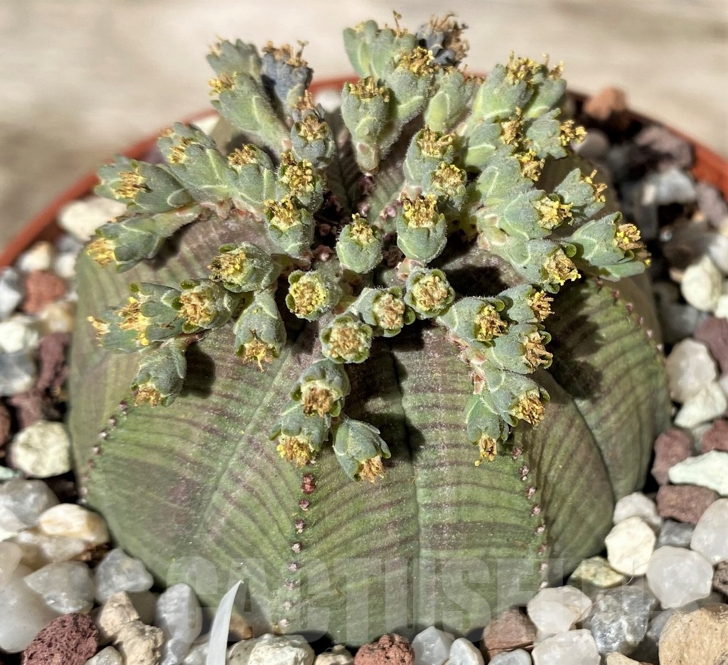 SHPR20361 Euphorbia obesa