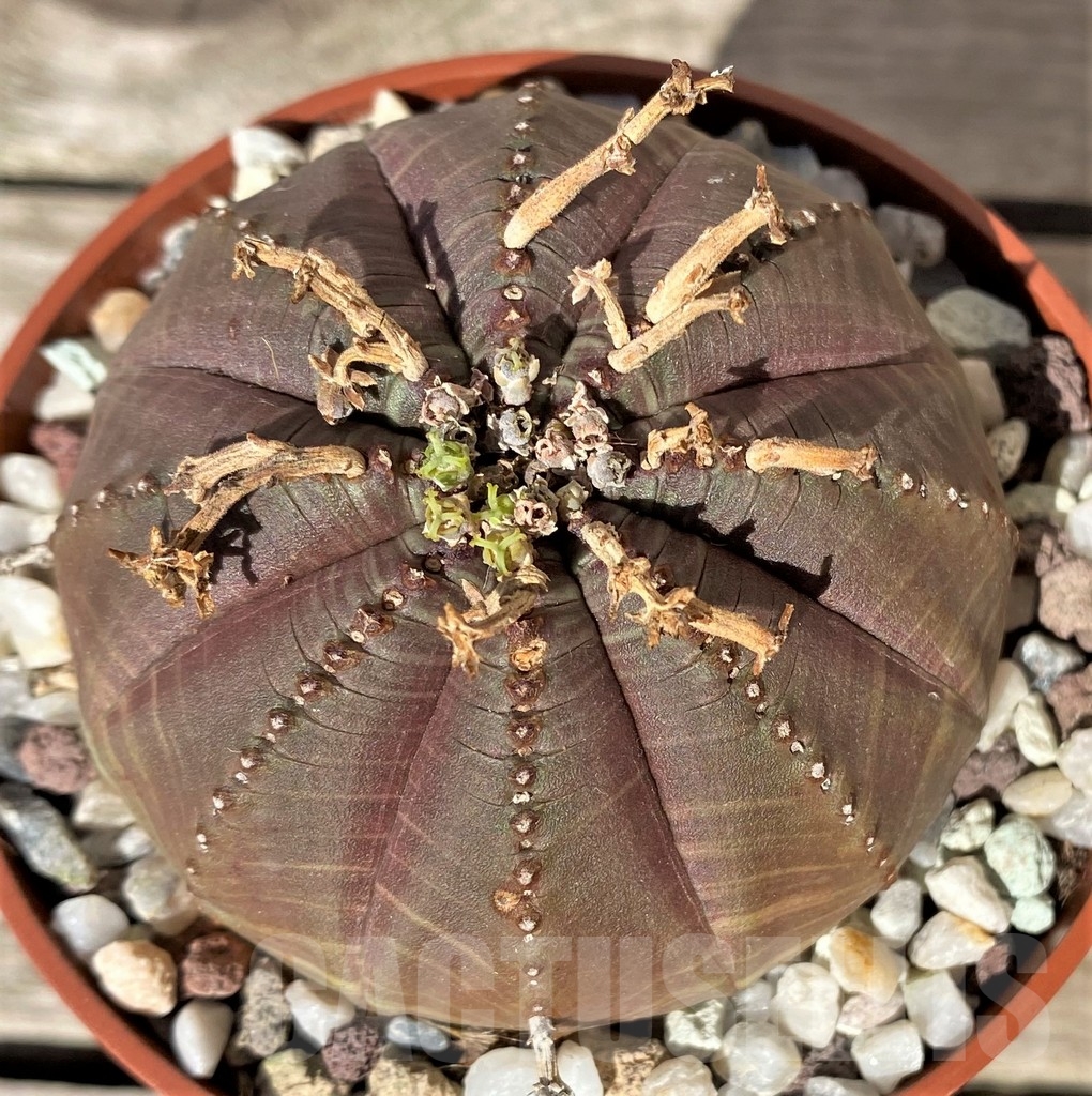 SHPR20362 Euphorbia obesa x vallida – Image 2