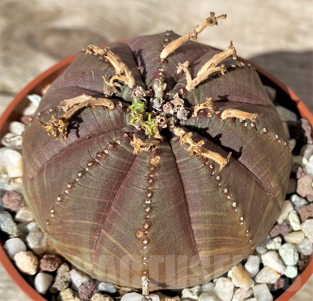 SHPR20362 Euphorbia obesa x vallida