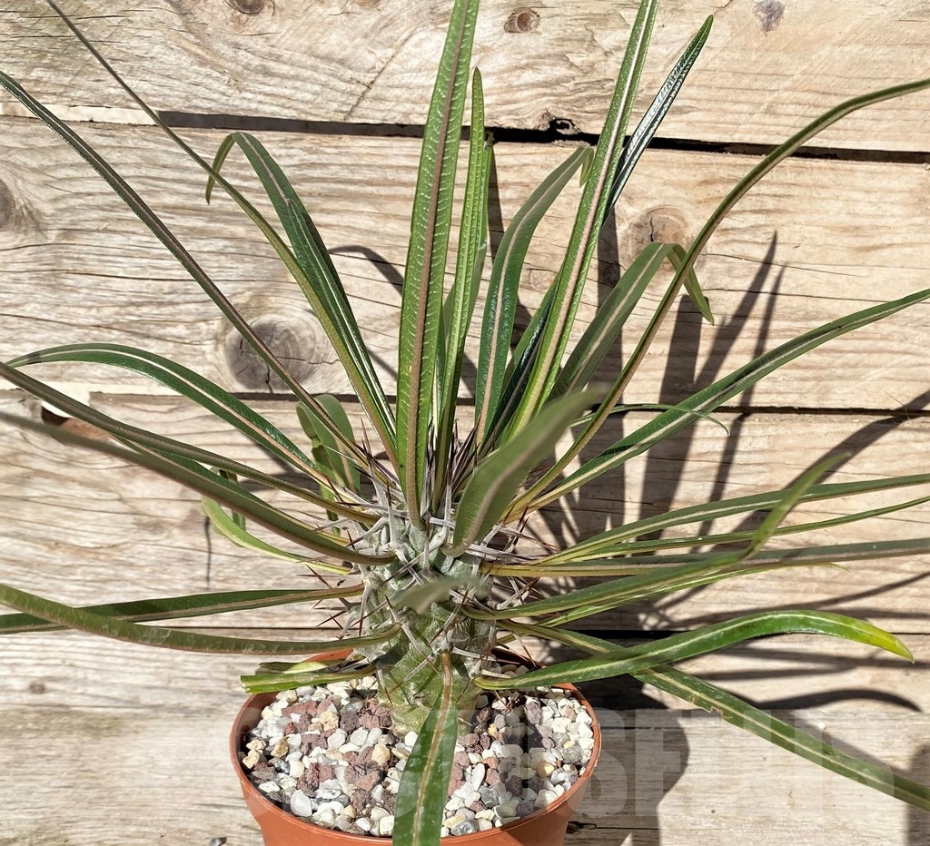 SHPR20364 Pachypodium geayi - Image 2