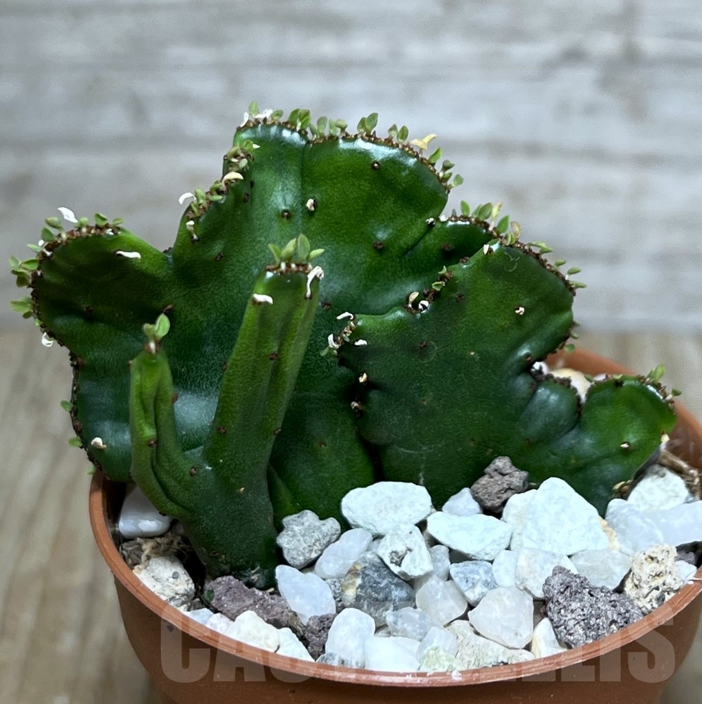 SHPR20315 Euphorbia leucodendron f. cristata